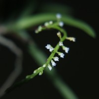 Schoenorchis nivea (Lindl.) Schltr.